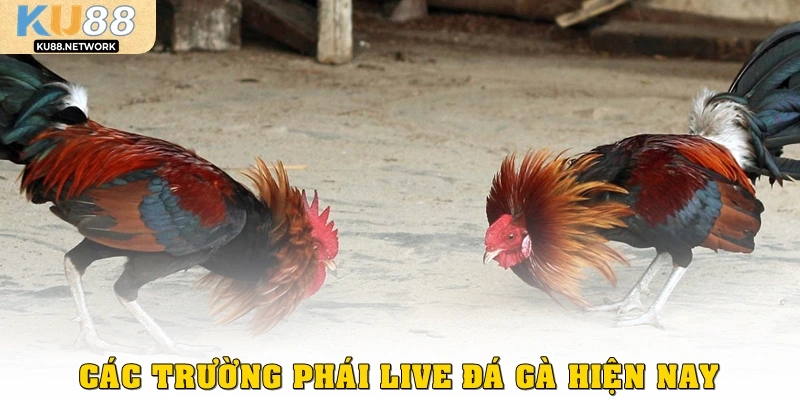 Các trường phái live đá gà hiện nay